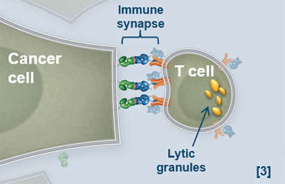 immtacs-in-action-3.jpg