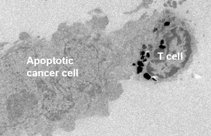 immtacs-in-action-4-microscope.jpg